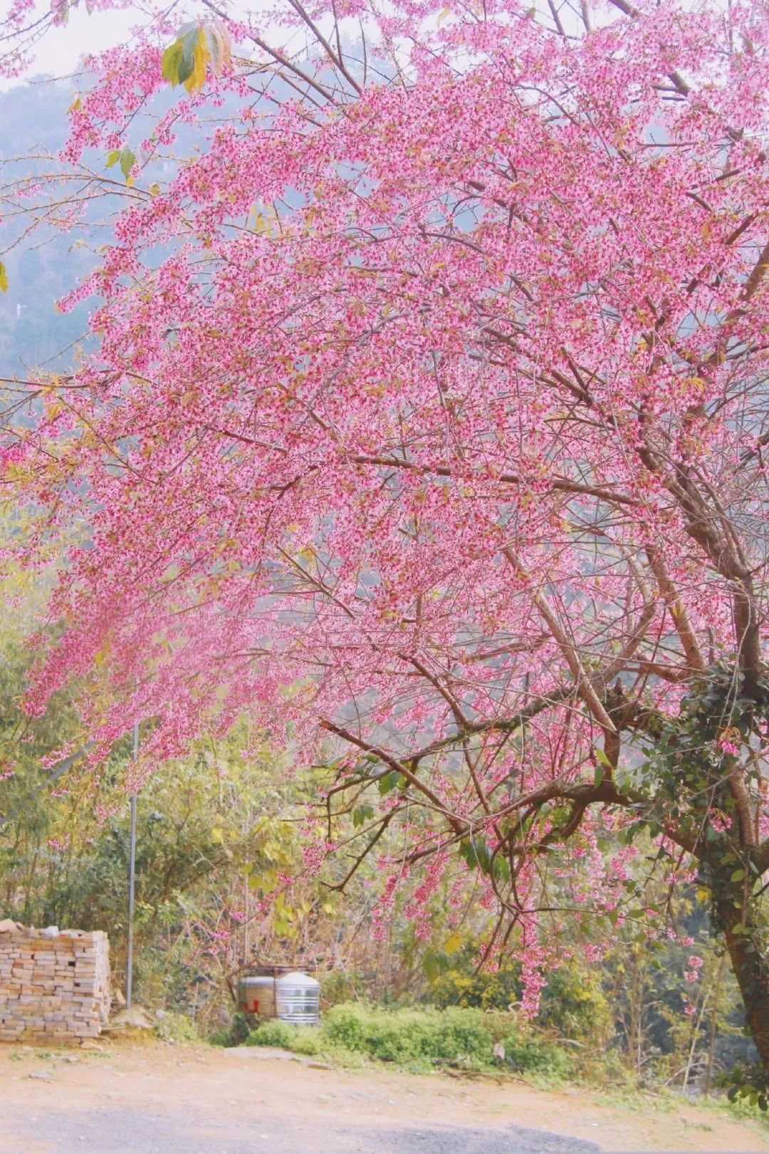 日本100个最佳樱花景点,日本十大樱花景点