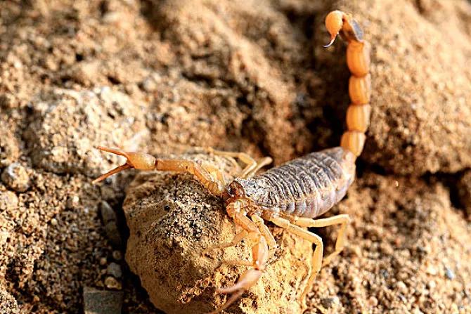 农村孩子夏天爱数蝎子