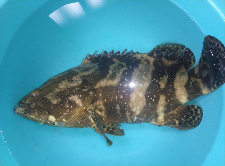 马鞭草和鹿衔草对养殖虎龙杂交斑生长与免疫影响的研究