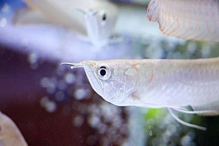 银龙鱼幼苗怎么养及喂养技巧,银龙鱼的饲养条件苛刻吗