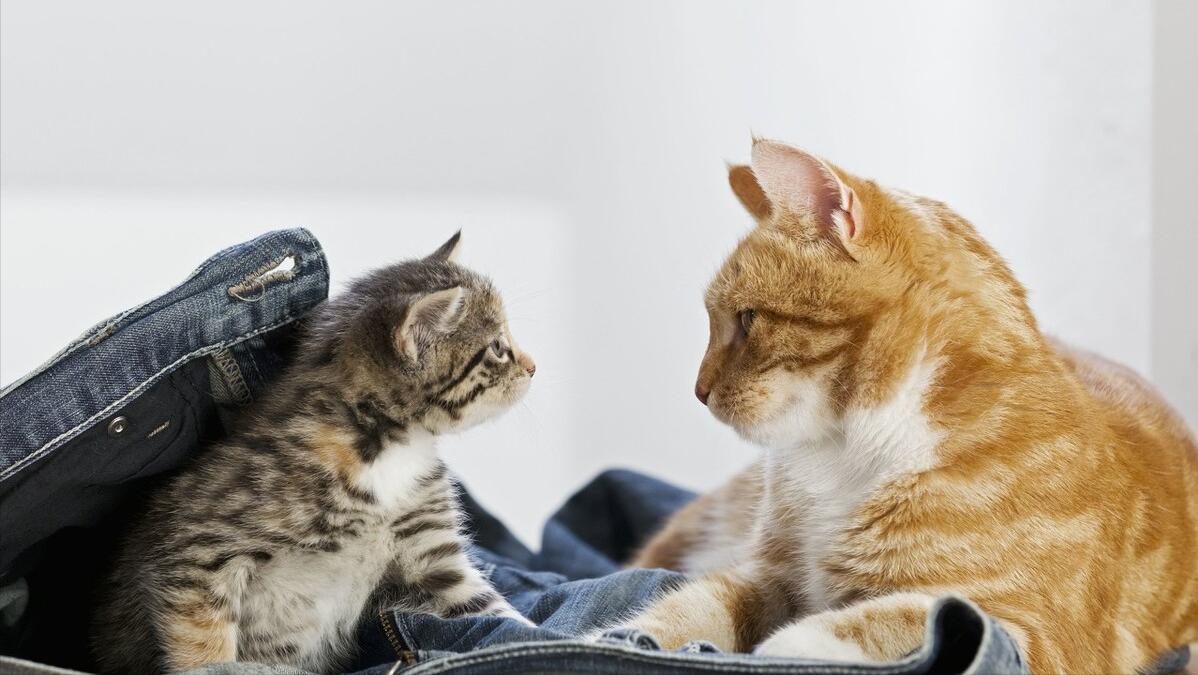 网红猫包好不好,网红猫被主人害死