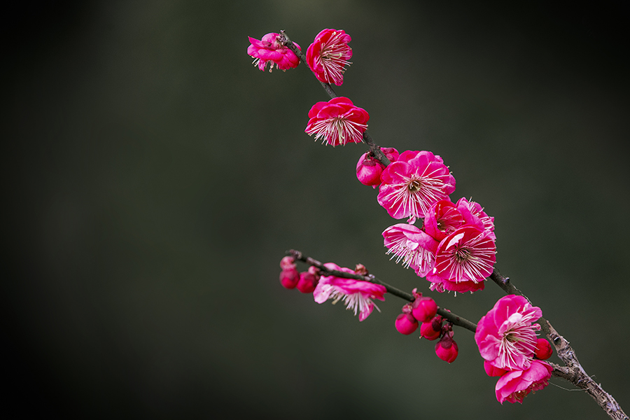 春色满园关不住表达什么之情,满园春色关不住一枝红杏是啥意思