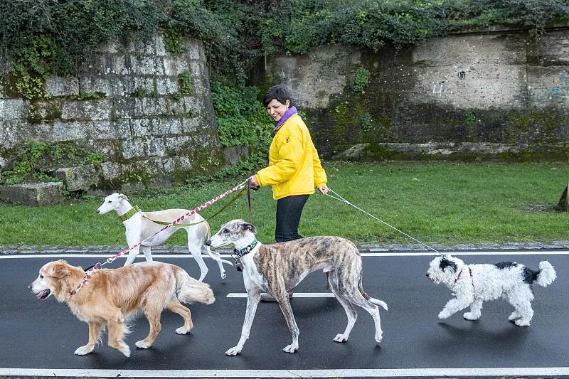 宠物基础服务包括什么服务,宠物服务包括哪些内容呢