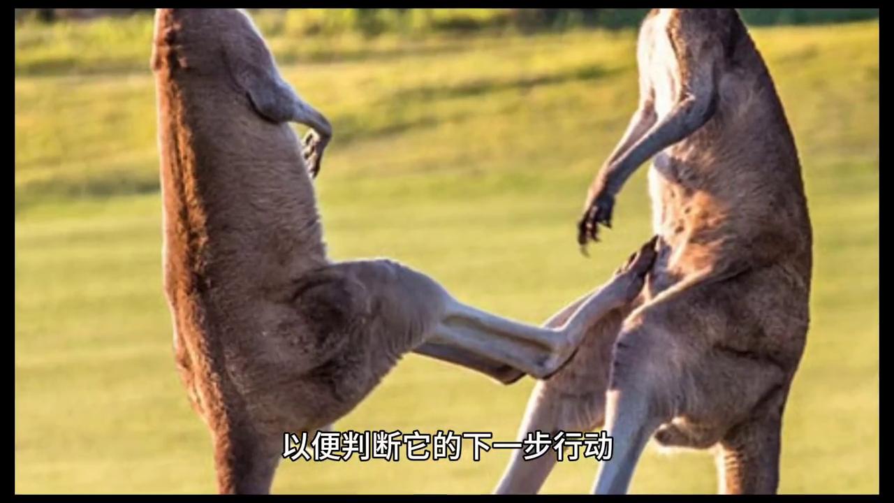 遭遇袋鼠袭击该怎么自救,如果你被袋鼠袭击该怎么办