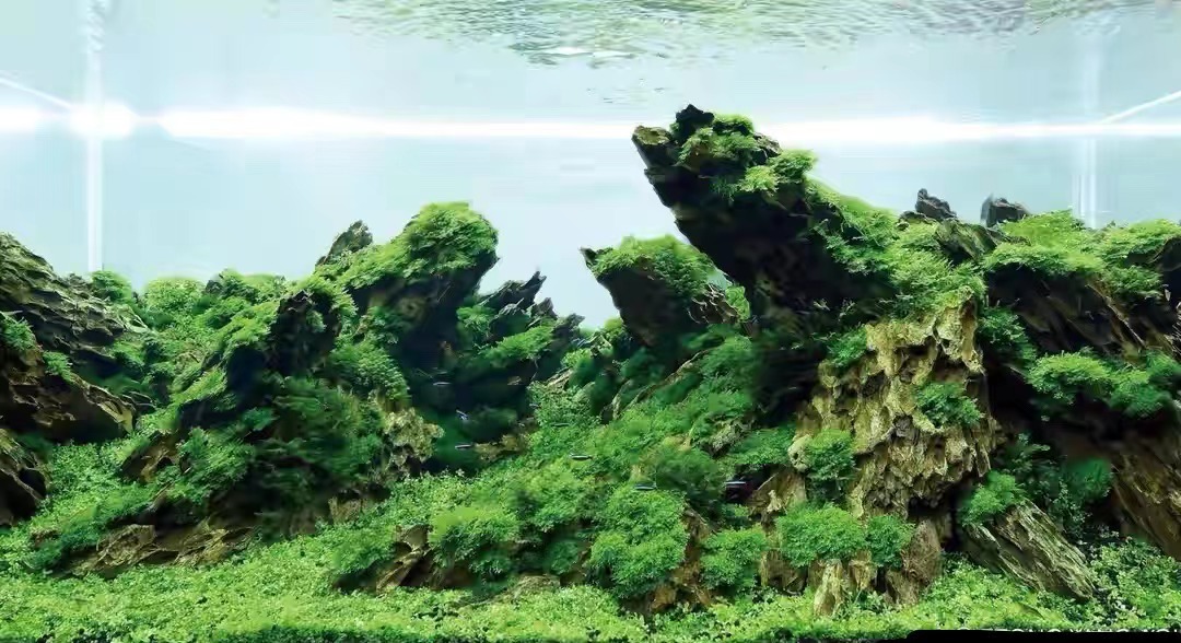 观赏鱼过滤系统,观赏鱼桶式过滤器