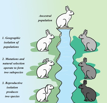 生殖隔离和物种隔离,存在生殖隔离的就不是一个物种吗