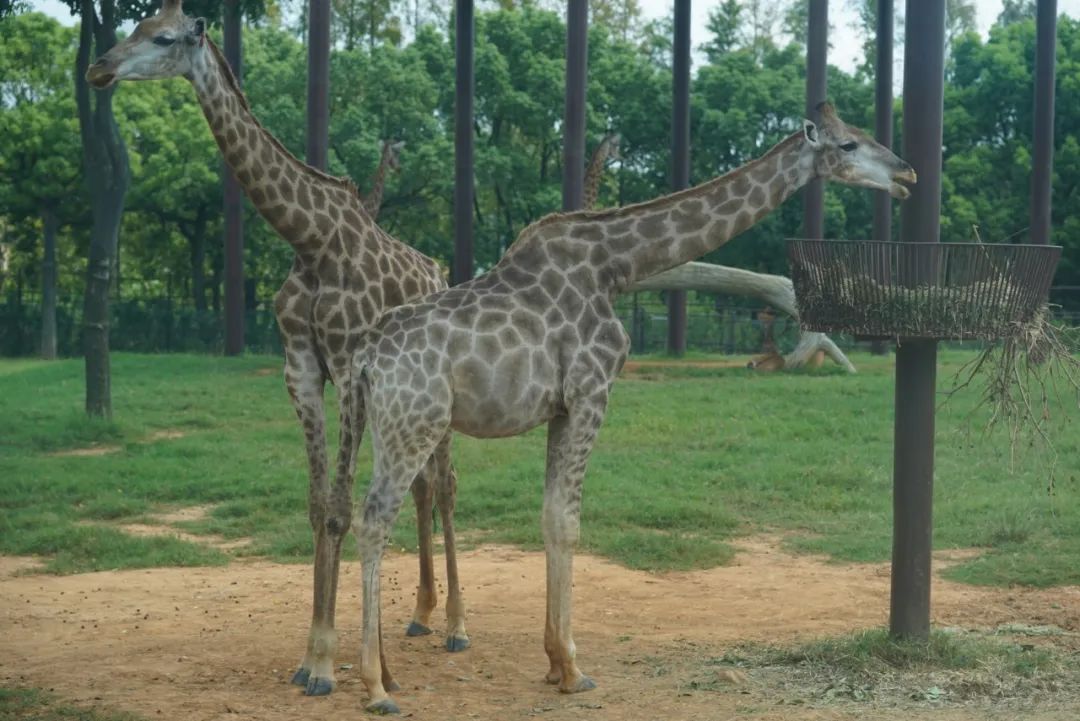 一月份去上海野生动物园和海洋馆,十一带大家去上海野生动物园玩