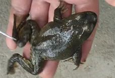 牛蛙烂皮是什么引起的,牛蛙烂头烂脚是什么原因