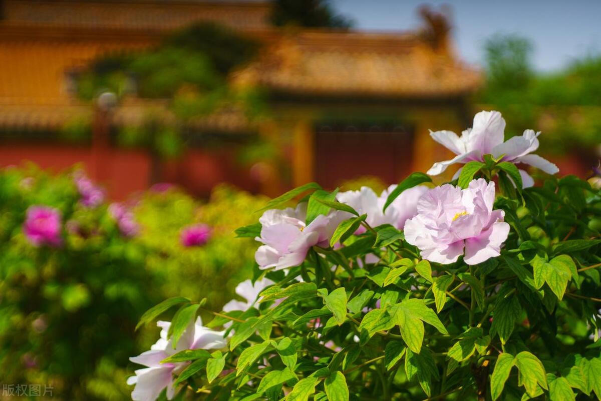 人间最美五月天春季赏樱正当时,5月北京三大赏花公园