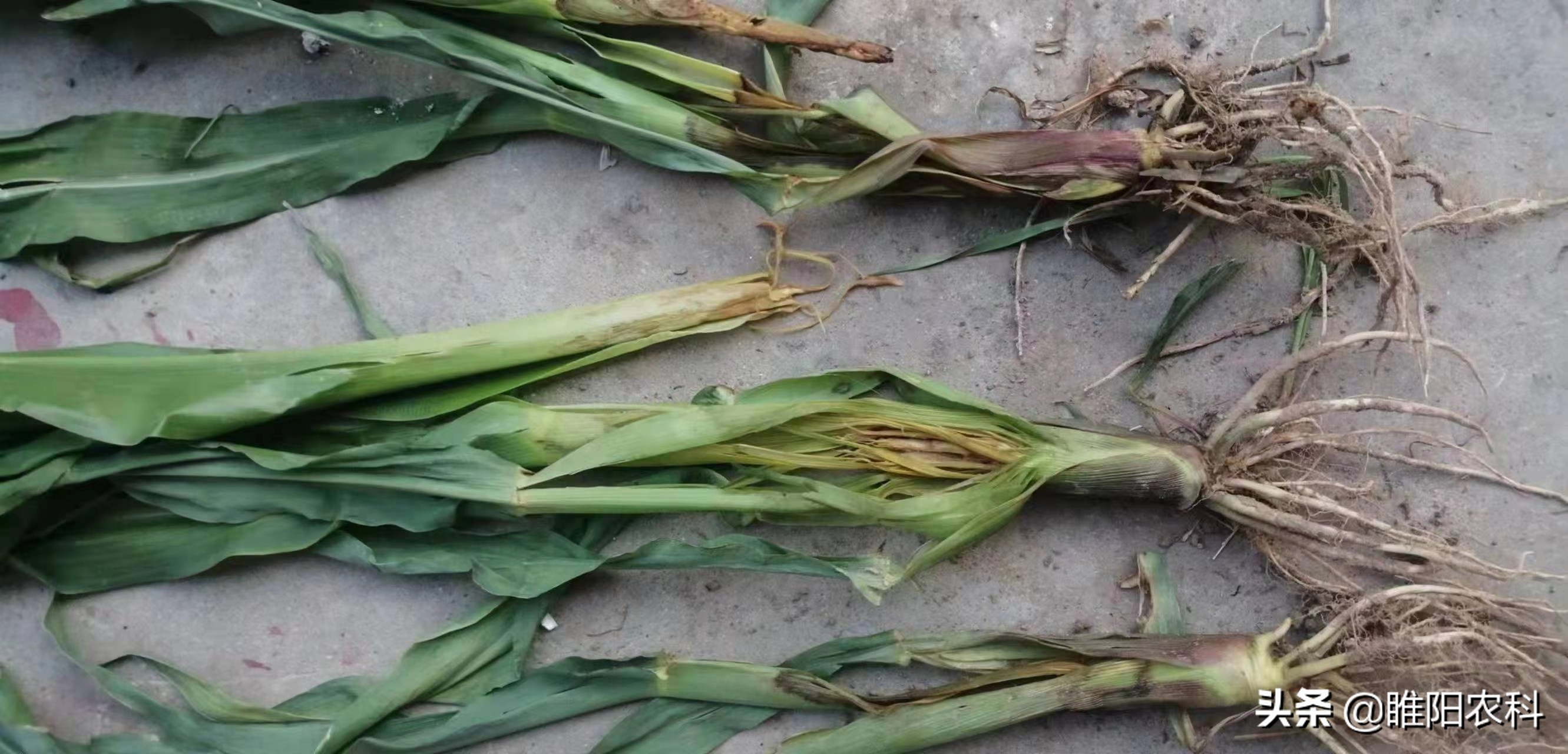 玉米烂心防治方法,玉米烂死什么原因