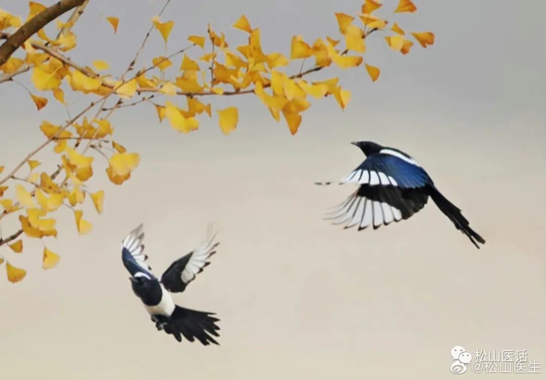 松山医话第一季,松山医话怎么样