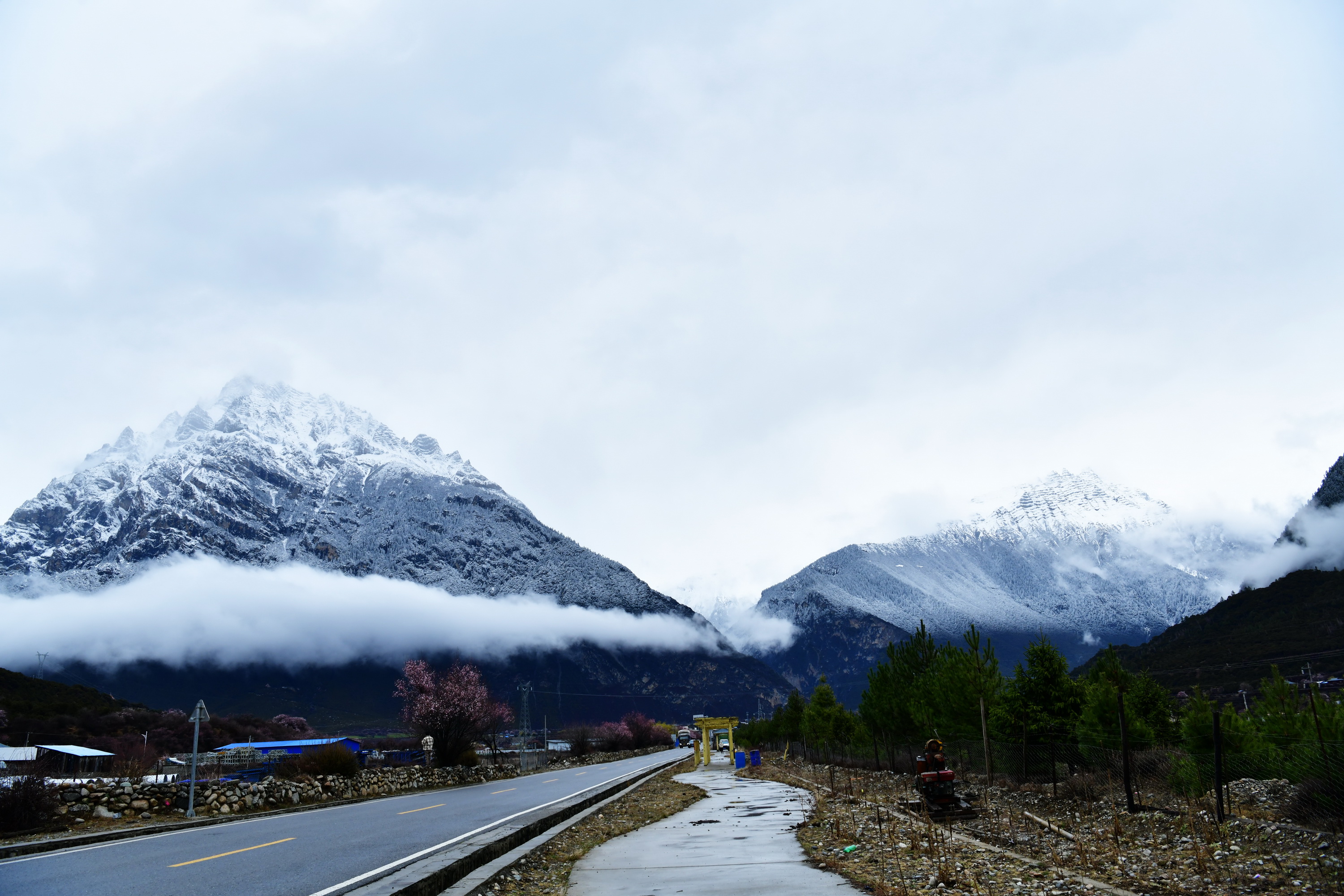 雪域林芝桃花图片 (在雪域江南西藏林芝邂逅漫山桃花)