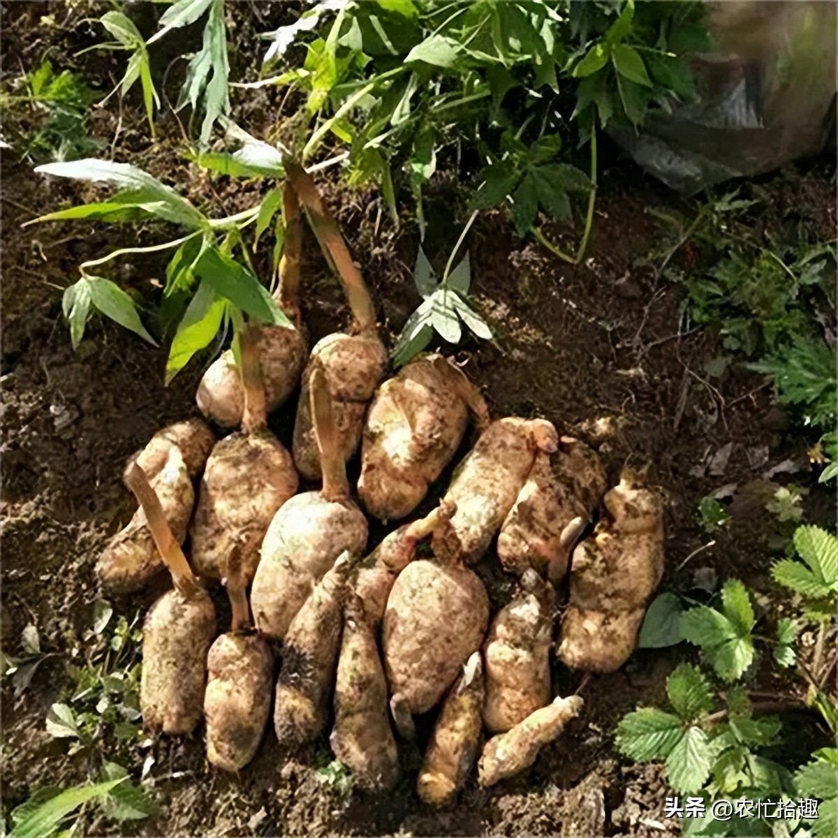 野生不能采挖，仍被种到凉凉，价格跌至10年新低，农户陷入亏本