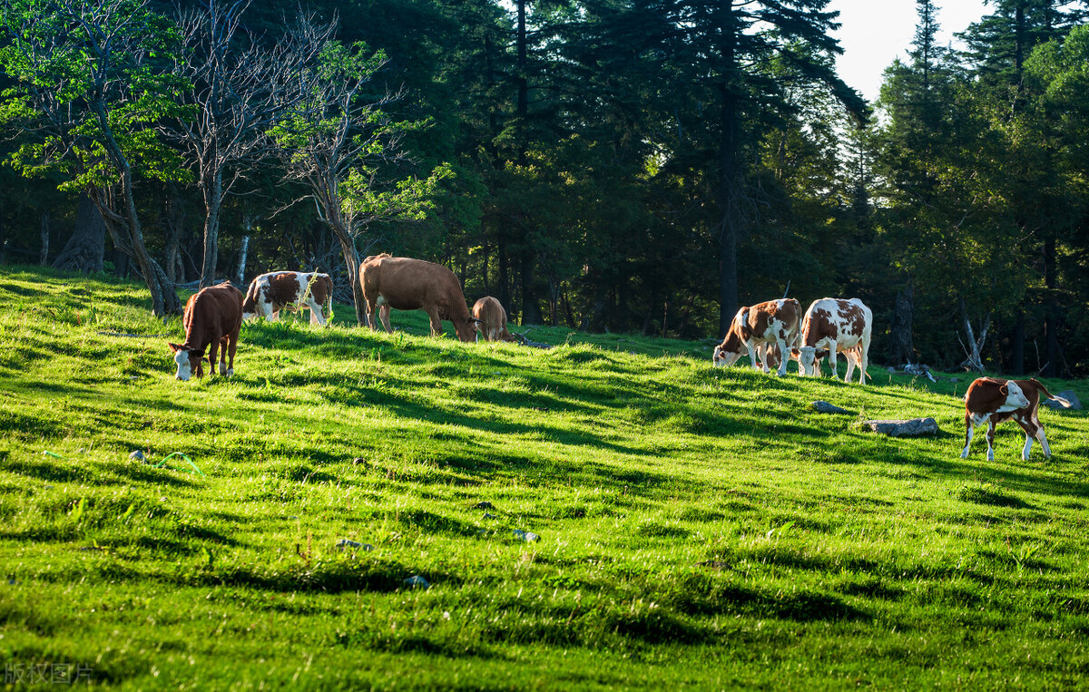 空怀母猪的饲养管理,空怀母牛的饲养管理