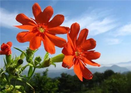 春夏之交，越来越多的花含苞欲放，这一百种娇媚蓓蕾真是美不胜收