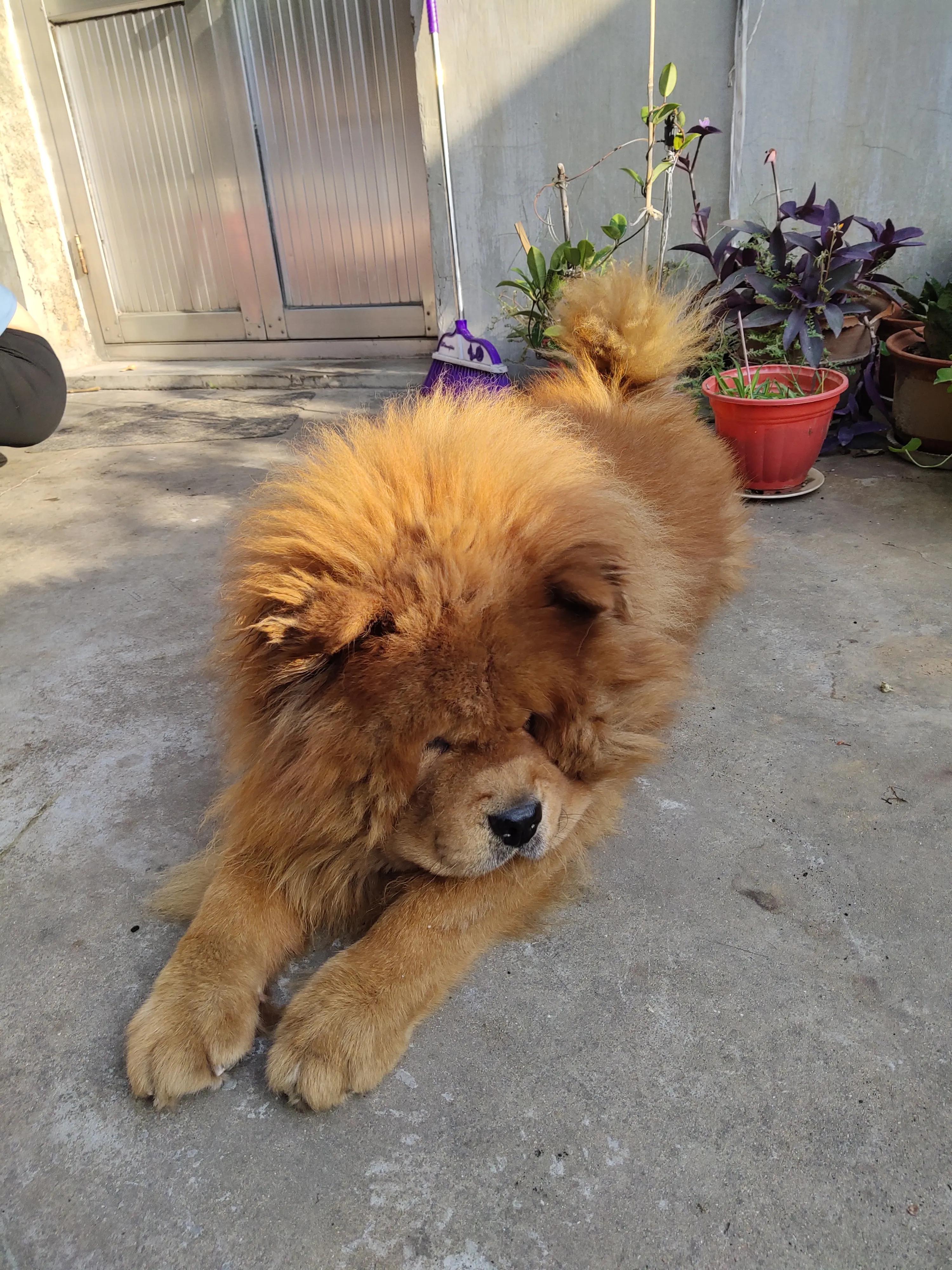 俄系松狮犬图片,家养松狮犬