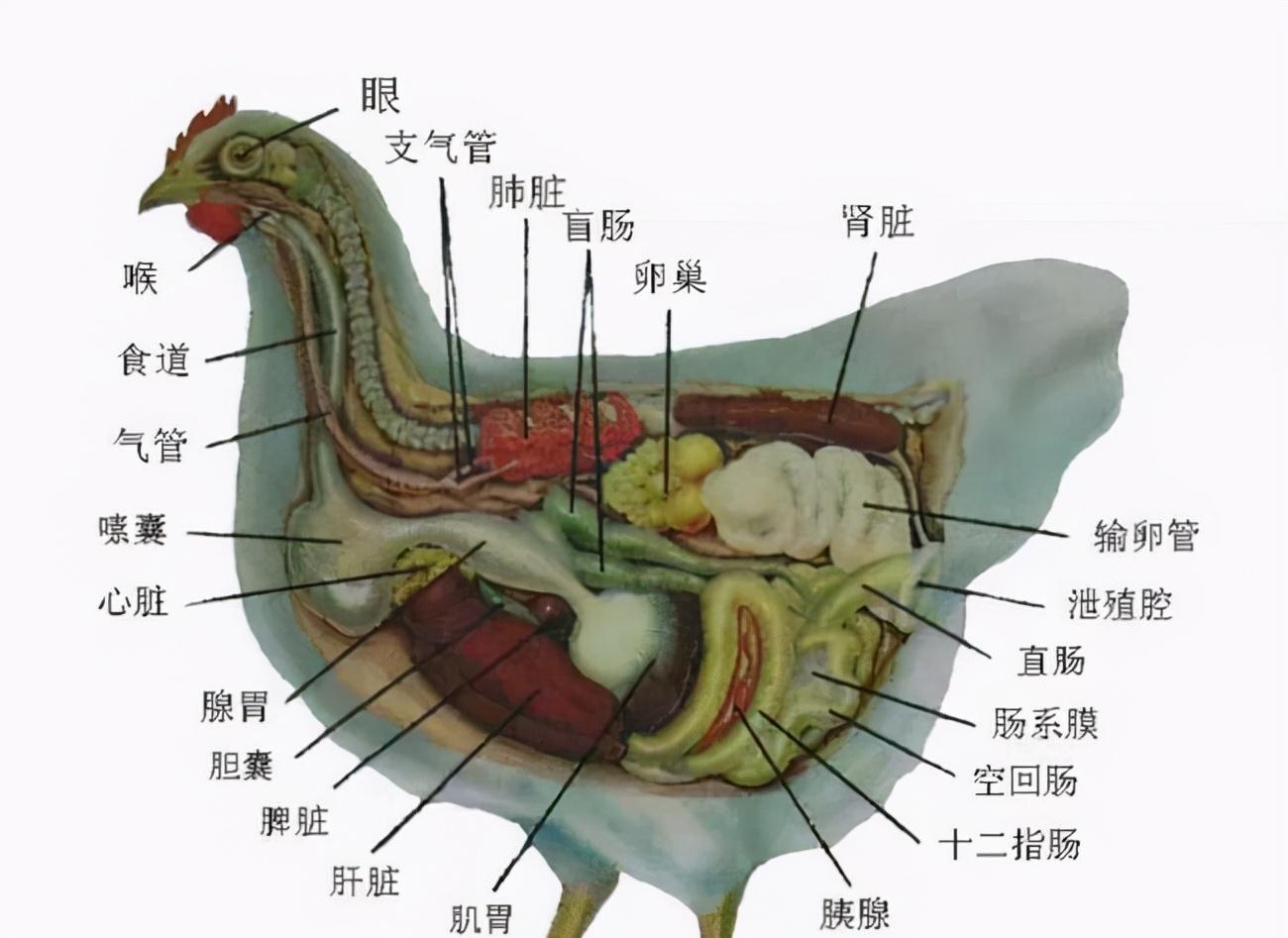 为什么人类排泄和生殖分开,人类的生殖器官和排泄器官