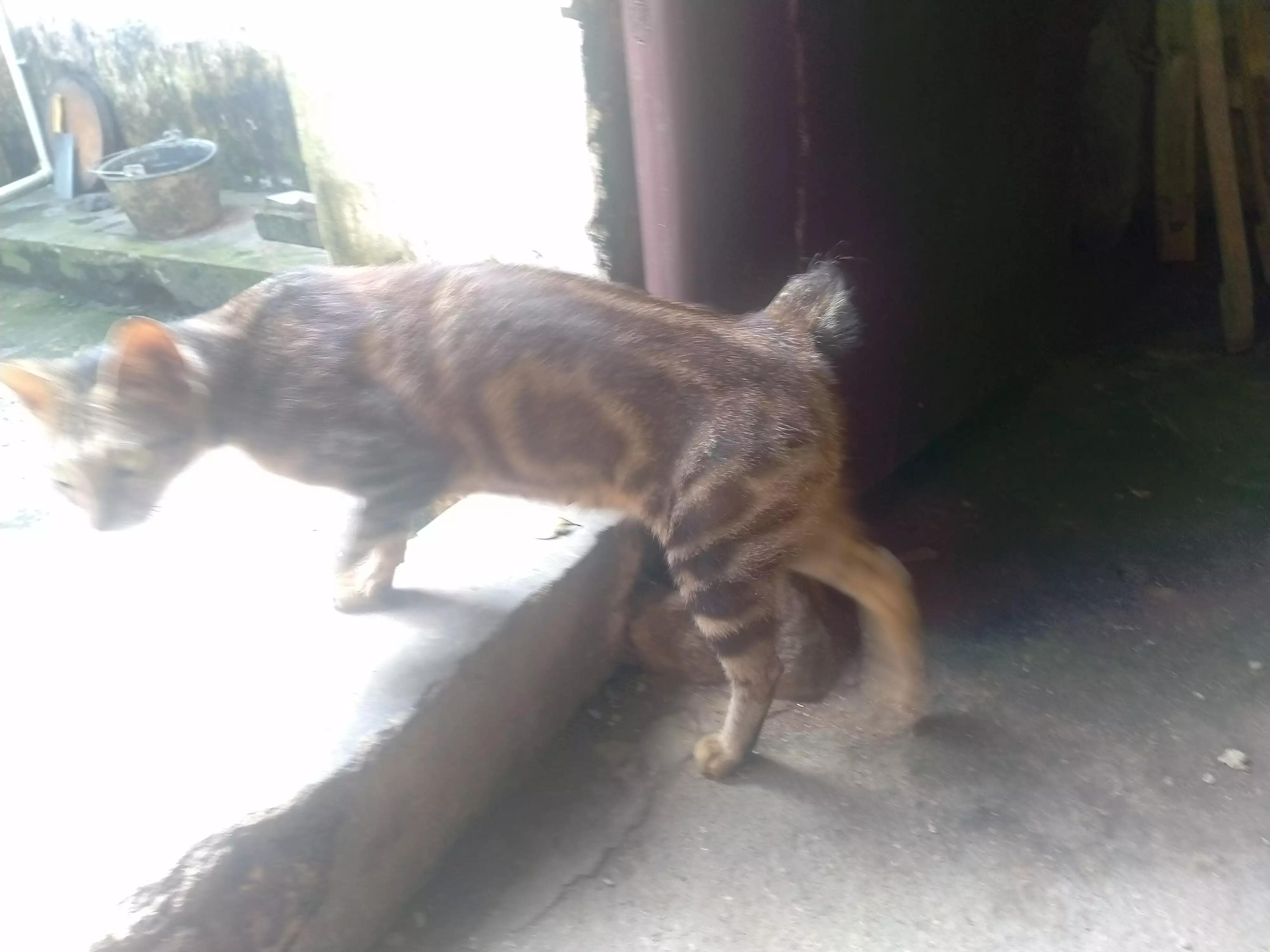 三脚猫小猫,三脚猫六角