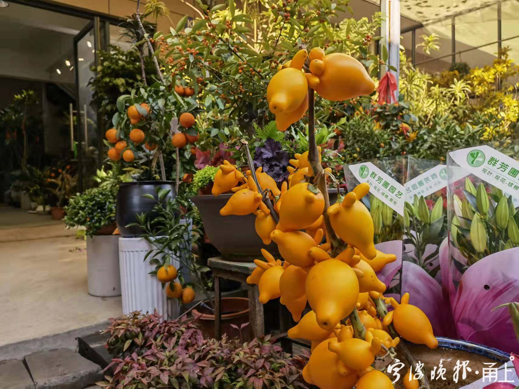 2024年宵花市场行情,今年年宵花市场