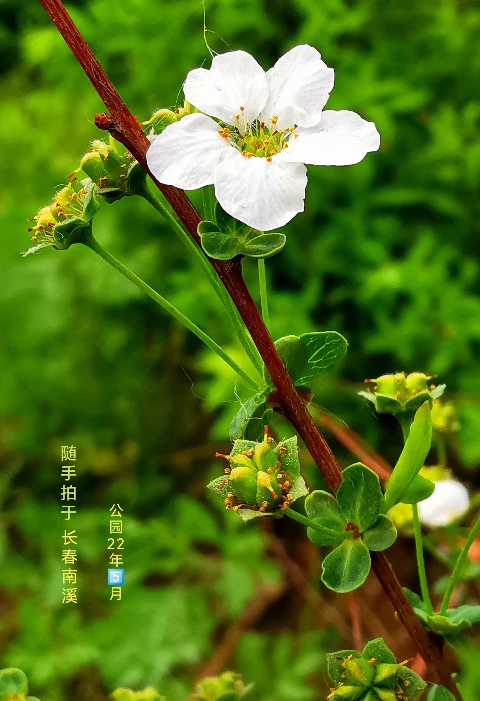 长春市南湖公园和南溪小镇,长春北湖湿地和南溪谁大