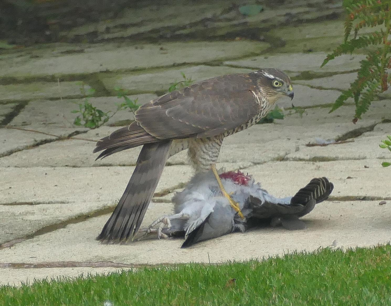 老鹰捕杀大鸟视频,老鹰吃鸟记录