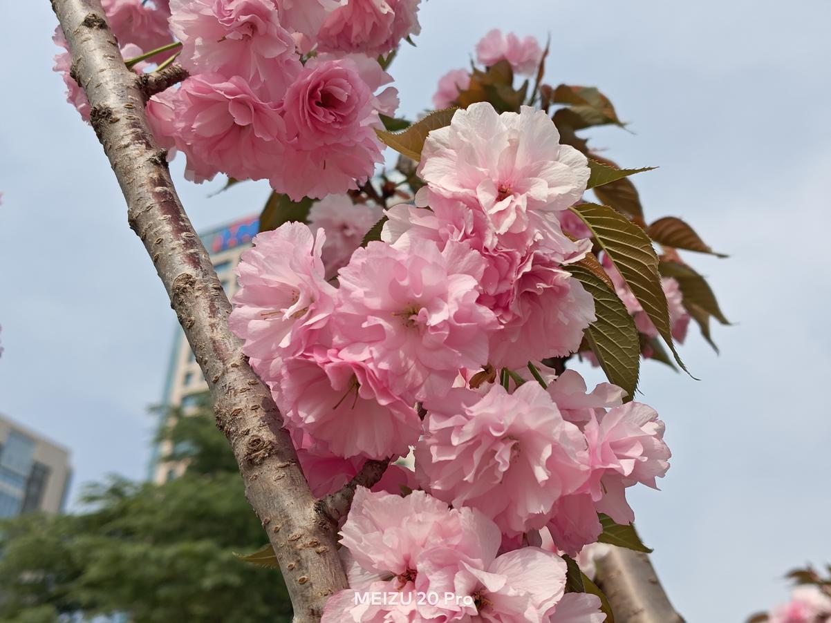 魅族20哪一款综合性能好,魅族20系列四款对比