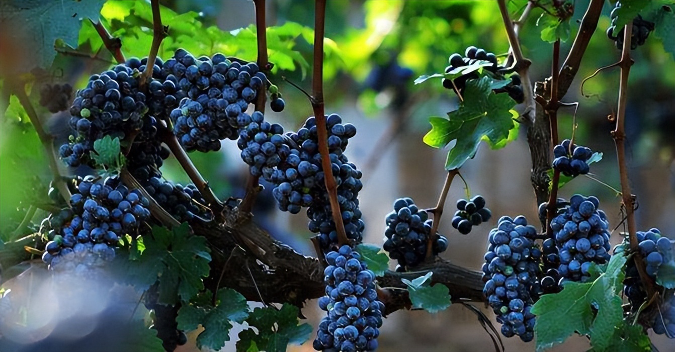 红酒葡萄酒知识大全,葡萄酒红酒知识大全