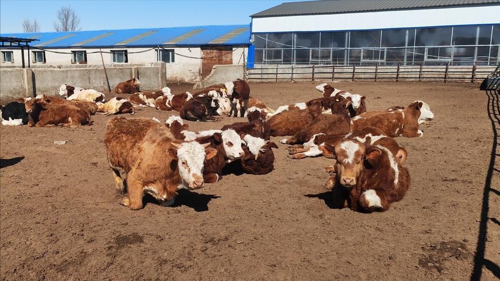 国家对农村养牛的政策文件最新,2024年养牛业新政策有哪些