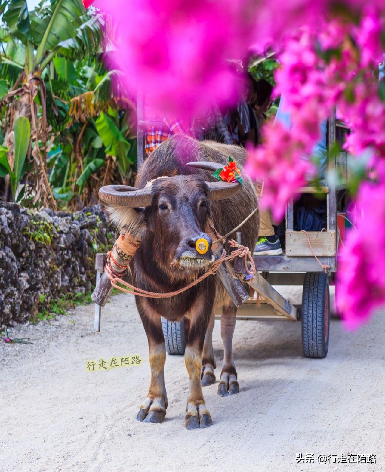 琉球竹富岛：红瓦屋顶石狮镇宅，小葱豆腐长命百岁