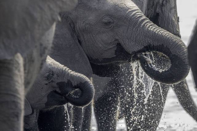 79个难得一见照片，飞机释放烟雾弹，逃票的女乘客，飞翔的蝙蝠