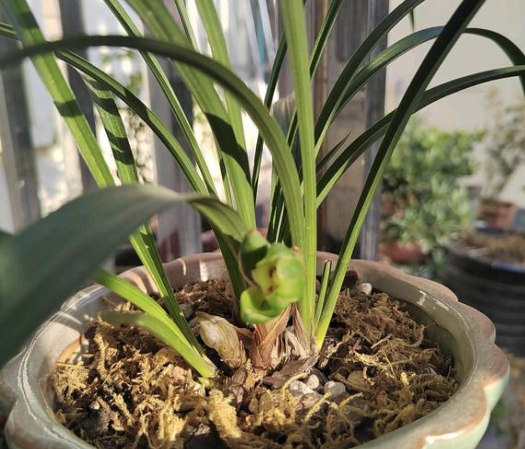 家里养什么招财花最旺,5种旺宅花家里养一棵漂亮又吉利