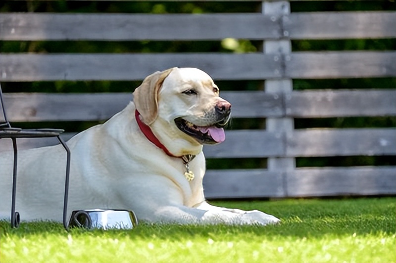 狗狗有这几个征兆可以跟你告别,爱犬紧急急救措施