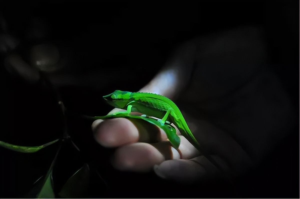 可爱妖娆的小精灵，超过瘾|这里的狐猴也太好撸了吧！