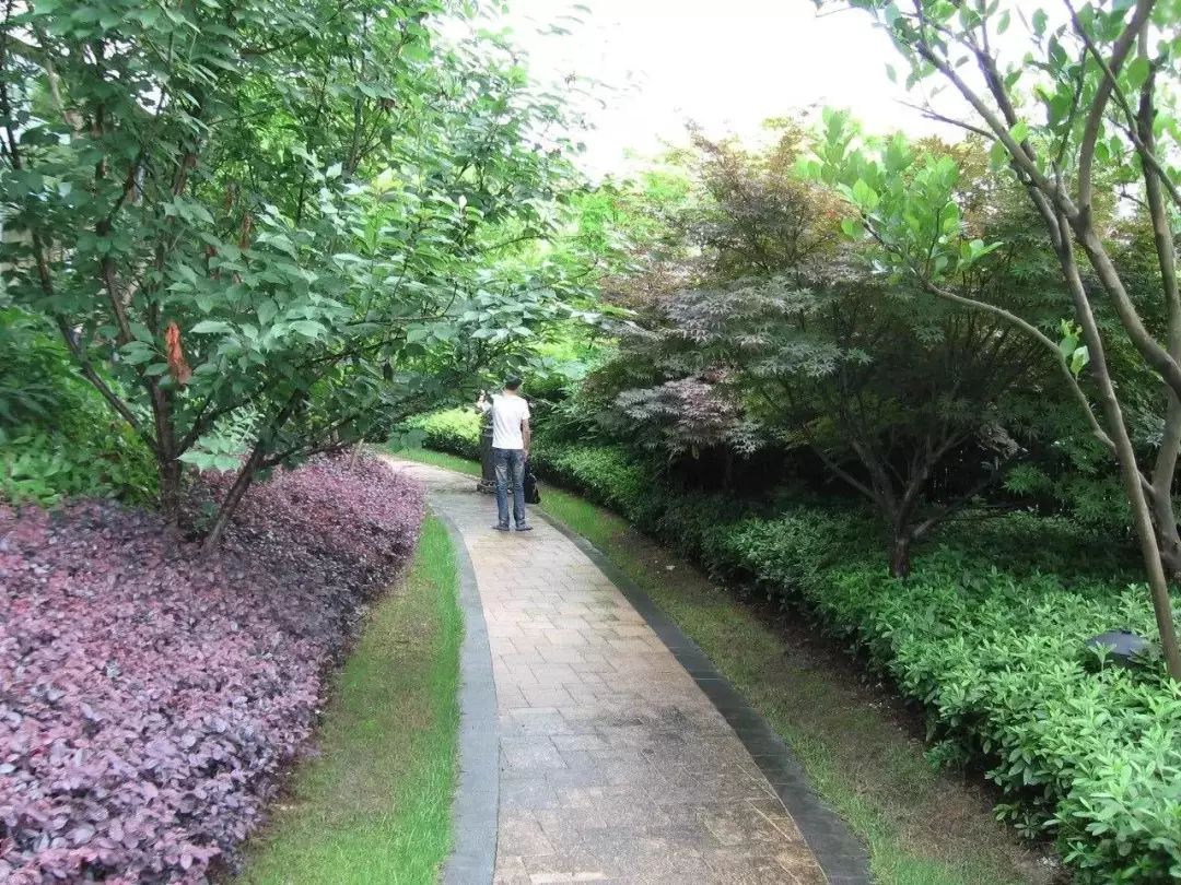 植物识别小口诀，总结的太全了！