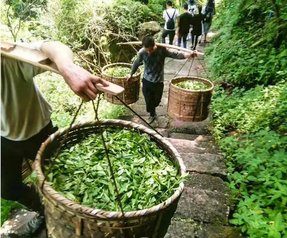 品一泡武夷岩茶感悟,品一杯岩茶享万般茶韵