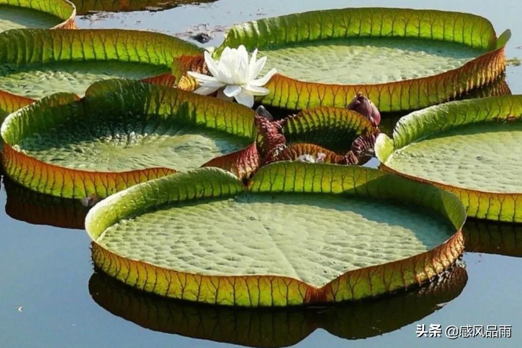 九十九朵美丽的国花送给你