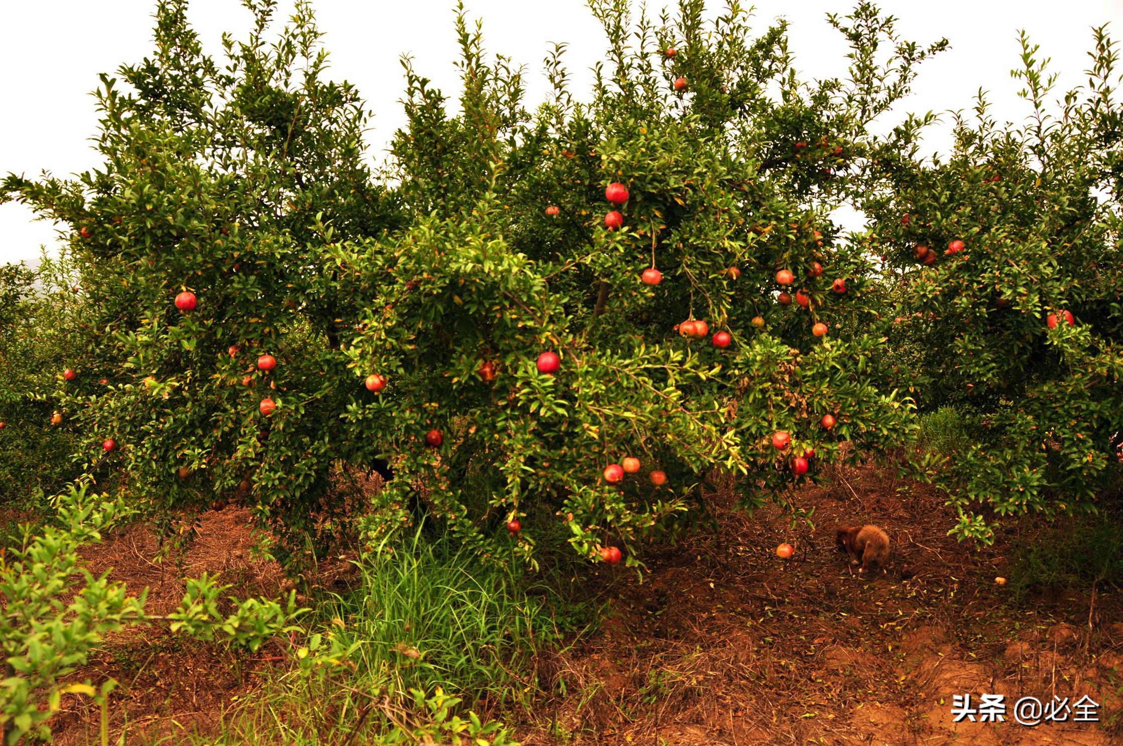 世界五大著名观赏树种,夏季开花的观赏树种有哪些