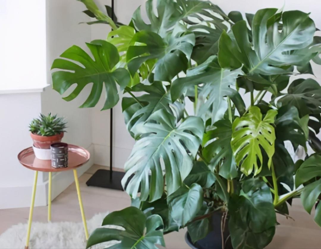 极度耐阴常绿10种花,6种花特别耐阴