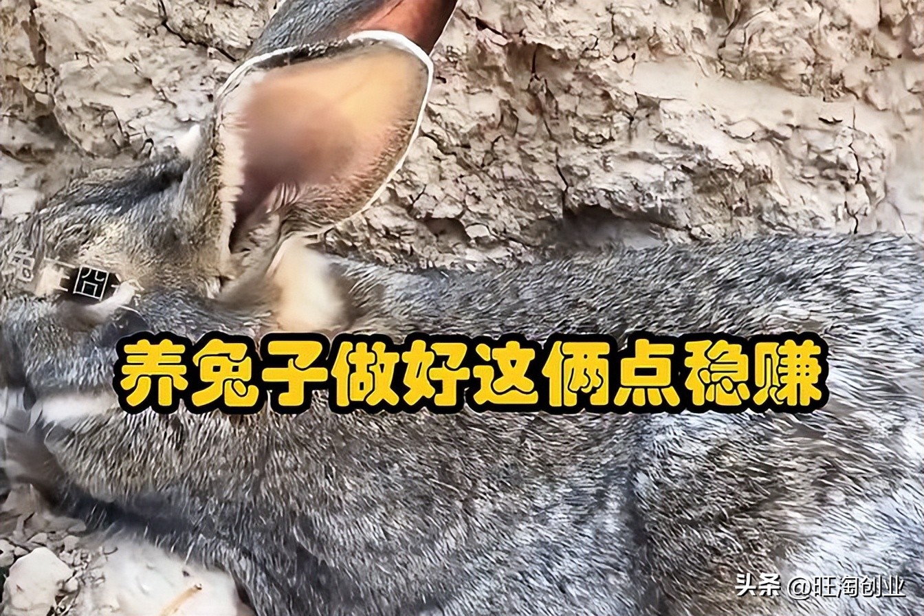 兔子养殖利润和前景到底如何,兔子养殖利润和成本计算