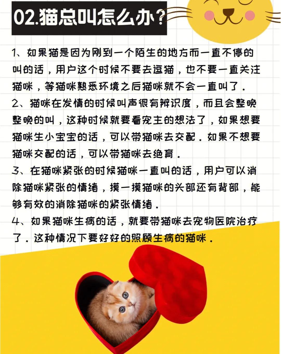 猫咪为什么总是叫人陪它吃饭,猫咪一直看着你叫是什么意思