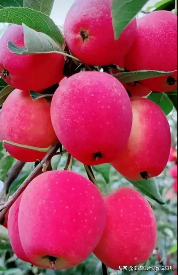 壁纸美图,各种水果,果香四溢,酸甜可口,丰收的喜悦