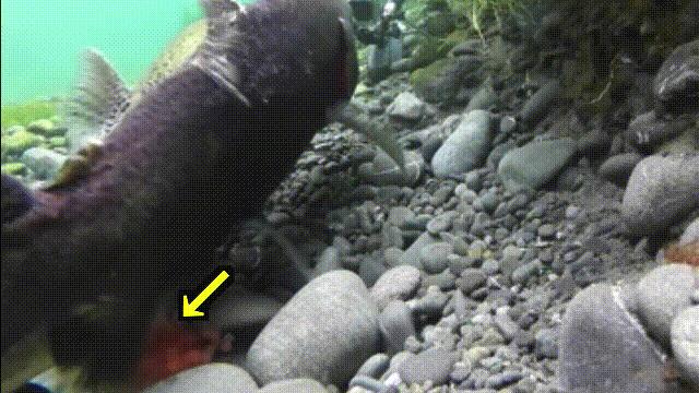 国内的假三文鱼是什么鱼,哪种才是真正的三文鱼