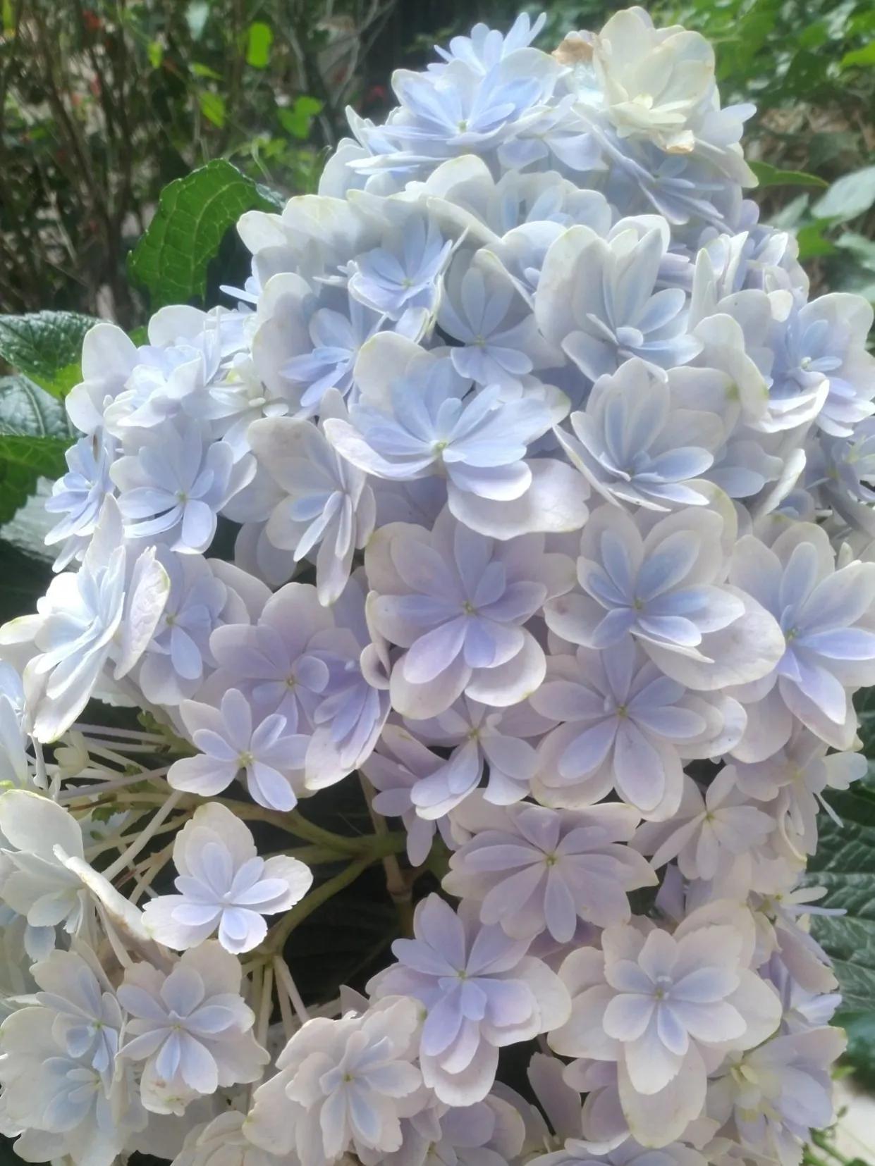 开眼界了!五大突出特征让这种“球花”魔力无限,人见人爱