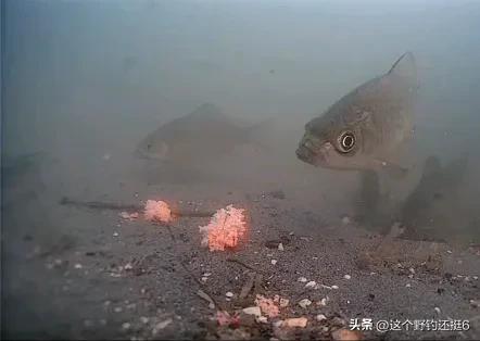 春季有鱼没口怎么办,冬季有鱼不开口怎么解决