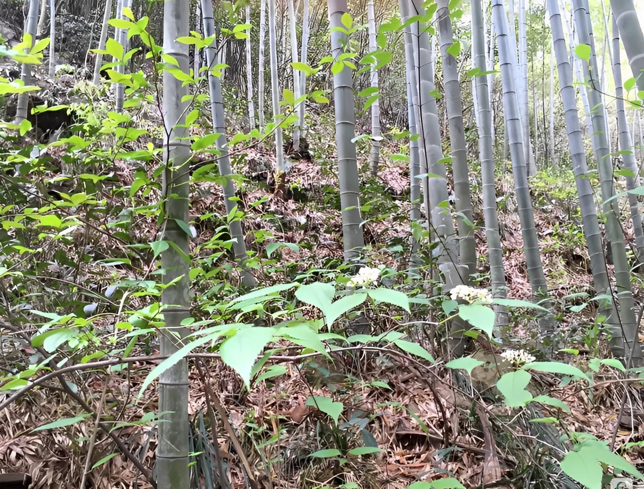 坟前有竹必迁坟,坟前两物子孙难富是哪两物