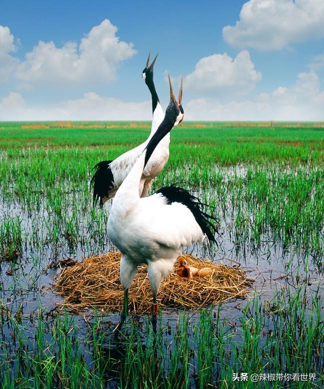 美在黑龙江：走进诗意山水之齐齐哈尔这里是世界大湿地中国鹤家乡