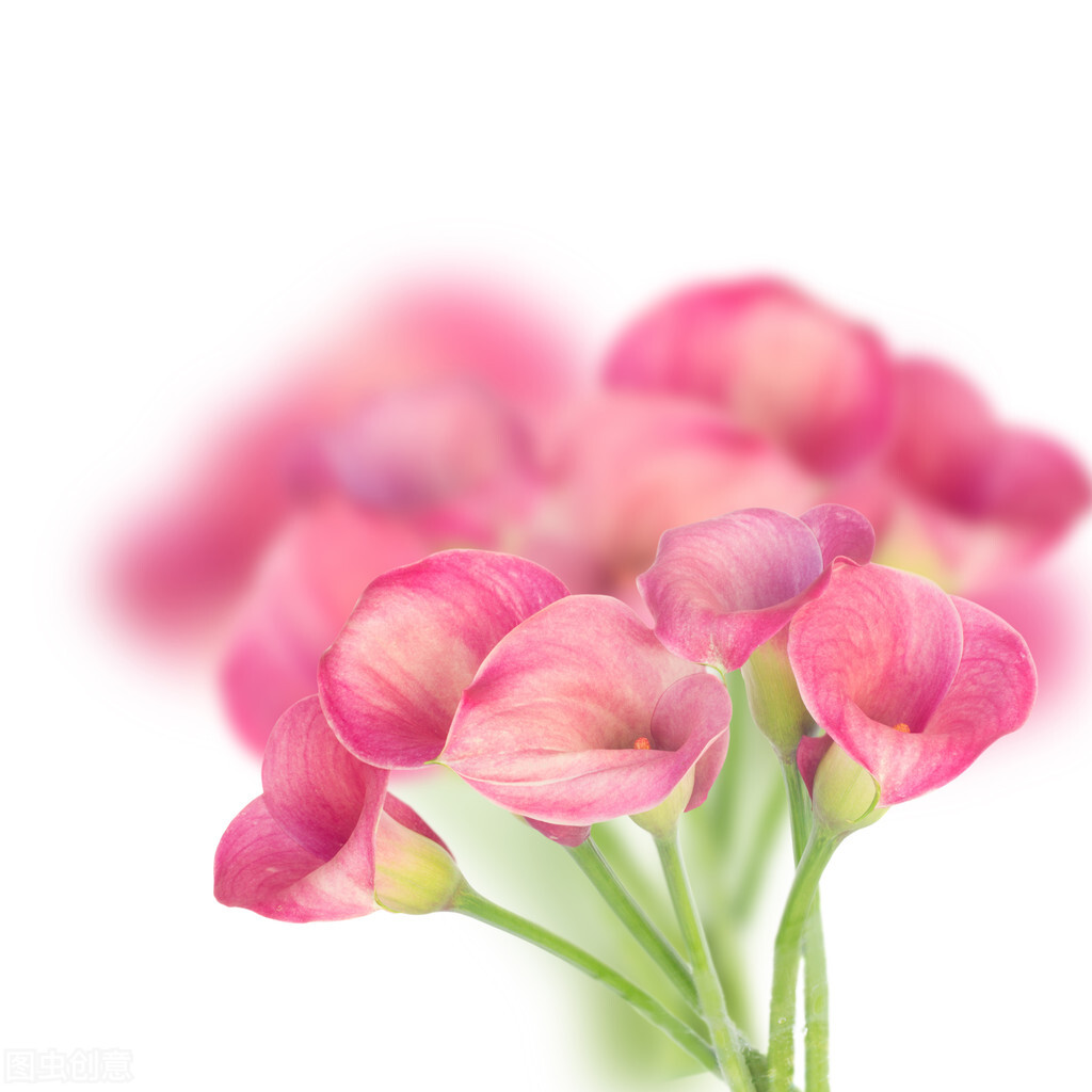 菊花百合花马蹄莲太阳花花语,酒红色马蹄莲花语象征与寓意