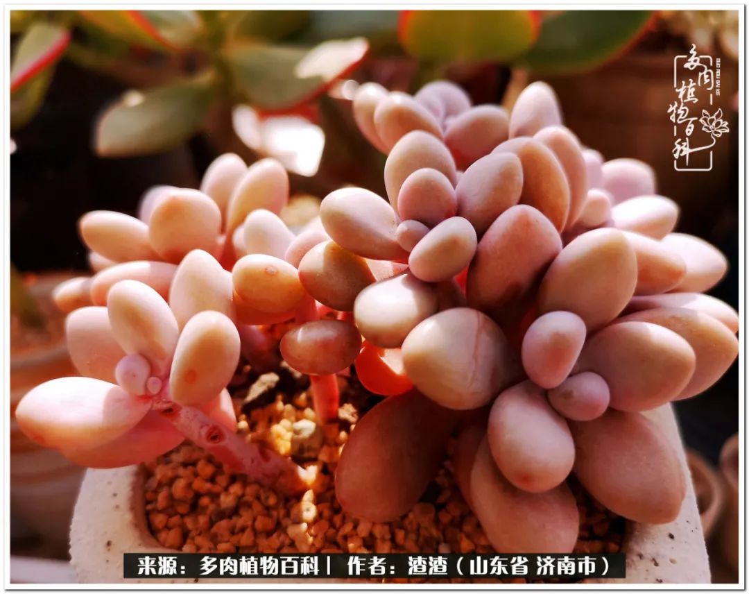 一个并不优秀的90后,何以解忧唯有多肉下一句