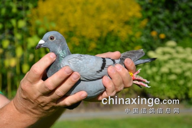 万里挑一的获奖者图片,万里挑一比赛视频