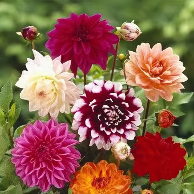 常觅春归不知处花田此地得逢君：栖云田园小镇·花间集